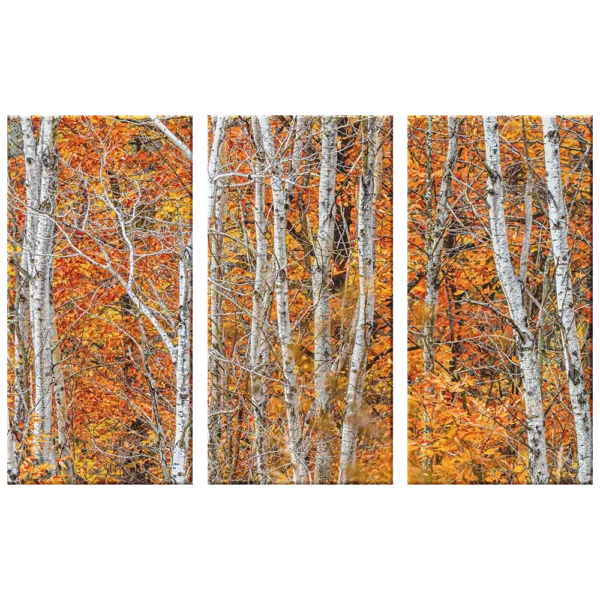 Autum Leaves Birch Trees product display